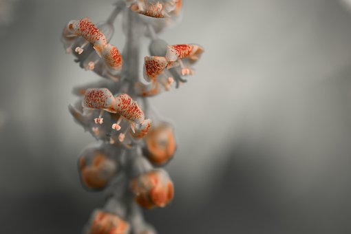 Blomst, Blomst Ribs, Grå