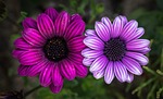 flowers, spring flowers, plants