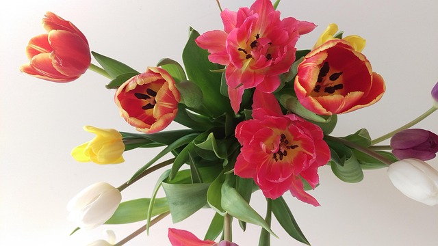 Free Tulips Flowers photo and picture