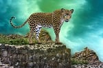 cat, rendering, leopard