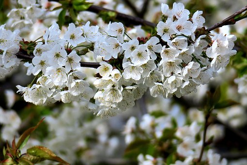 Cherry, Kirsebærblomst, Hvid Blomst