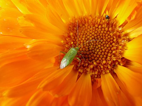 Free Bloom Marigold Garden photo and picture