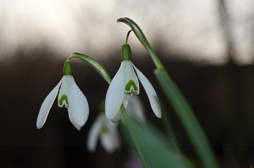 Free Bloom Snowdrop photo and picture