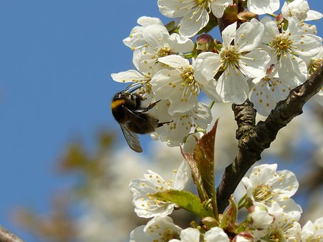 Free Spring Bloom photo and picture