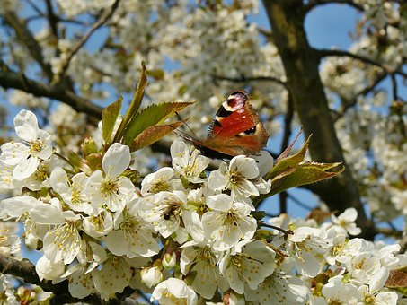 Free Spring Bloom photo and picture