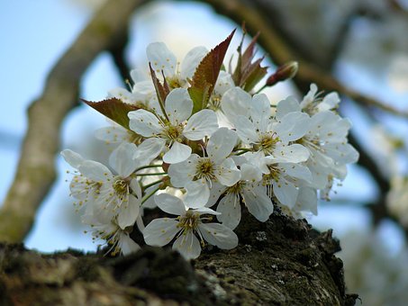 Free Spring Bloom photo and picture