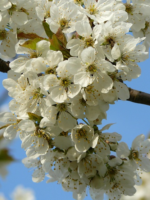 Free Spring Bloom photo and picture