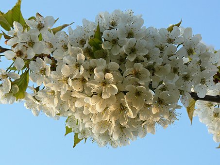 Free Spring Bloom photo and picture