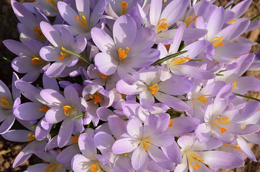 Free Crocus Flowers photo and picture