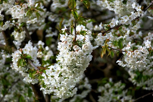 Cherry, Kirsebærblomst, Hvid Blomst