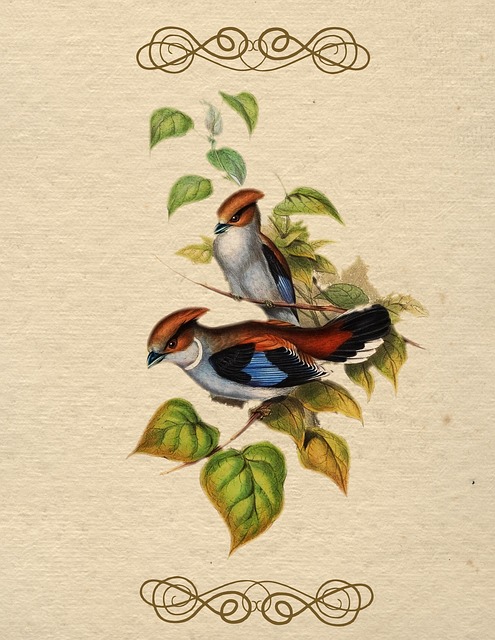 Free bird vintage color illustration