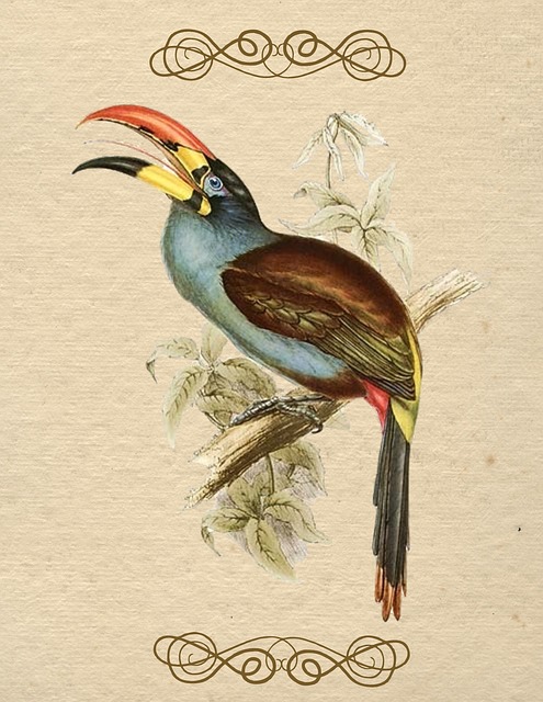 Free bird vintage color illustration
