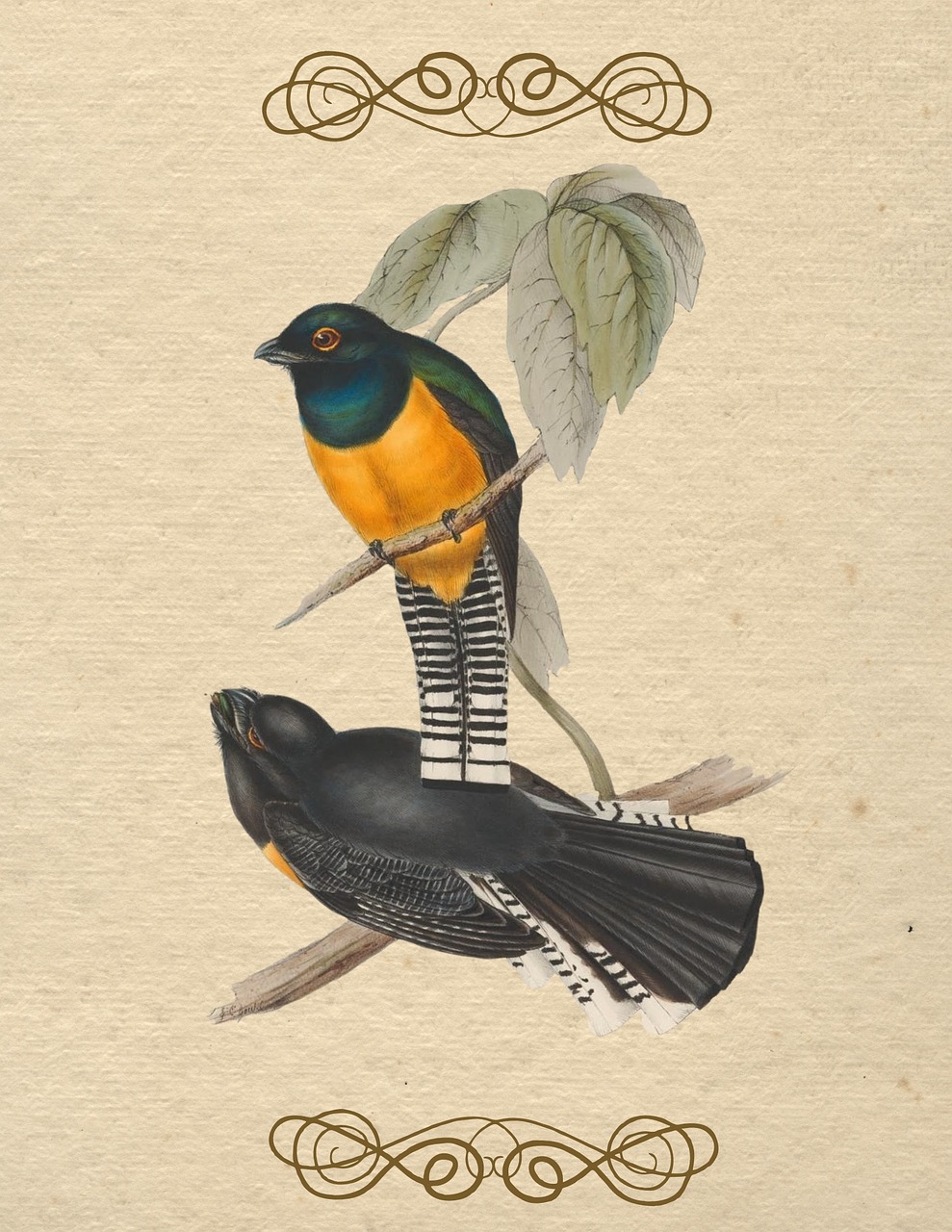 Download Bird, Vintage, Color. Royalty-Free Stock Illustration Image ...