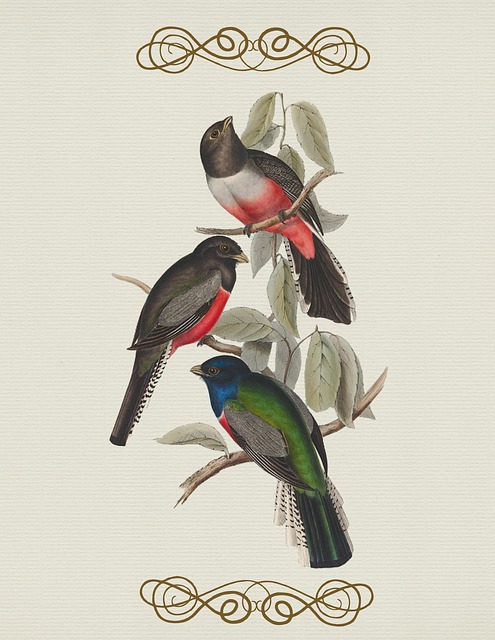 Free bird vintage color illustration