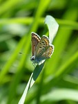 butterfly, brunette, moreneta southern