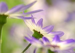 senetti, ash flower, flowers