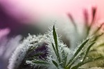 leaves, pasqueflower, dewdrop