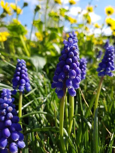 Free Spring Flowers photo and picture