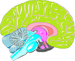brain, triunique, reptilian