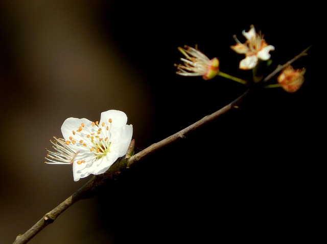 Blumen, Natur, Offen, Blütenblatt, Feder
