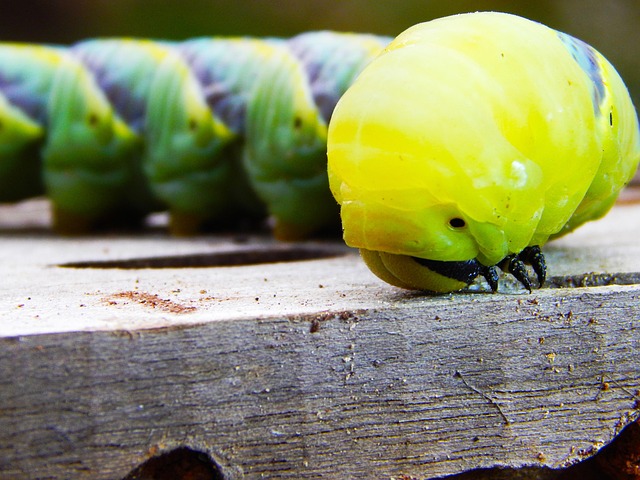 Caterpillar, Schmetterling, Grün, Blau
