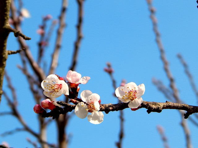 Blumen, Natur, Offen, Blütenblatt, Feder
