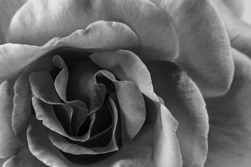 Blume, Blumen, Schwarz, Weiße Blume