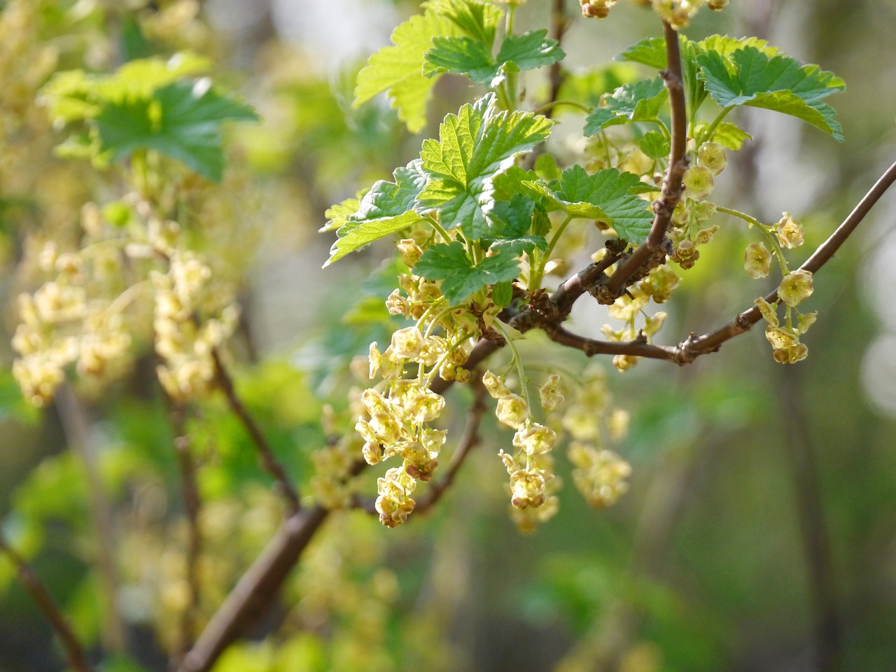 Currant Tree Flower Currant Blossom - Free photo on Pixabay - Pixabay