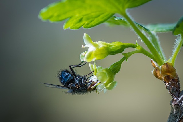 Free Fly Blossom photo and picture