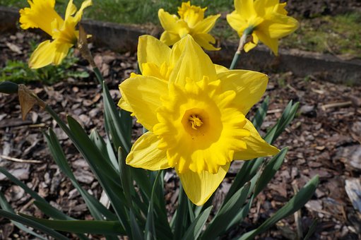 Narzisse, Osterglocke, Gelb, Frühling