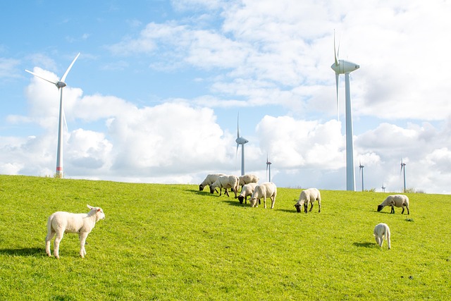 Free Sheep Dike photo and picture