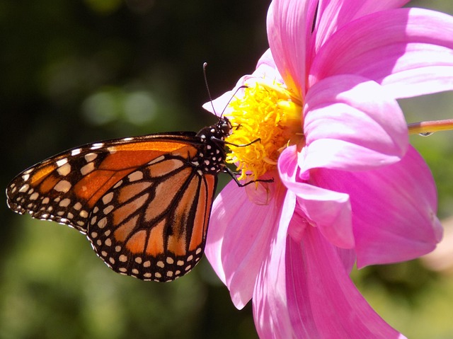 Free Monarch Butterfly photo and picture