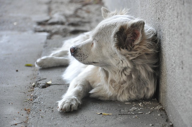 Free Dog Ash photo and picture