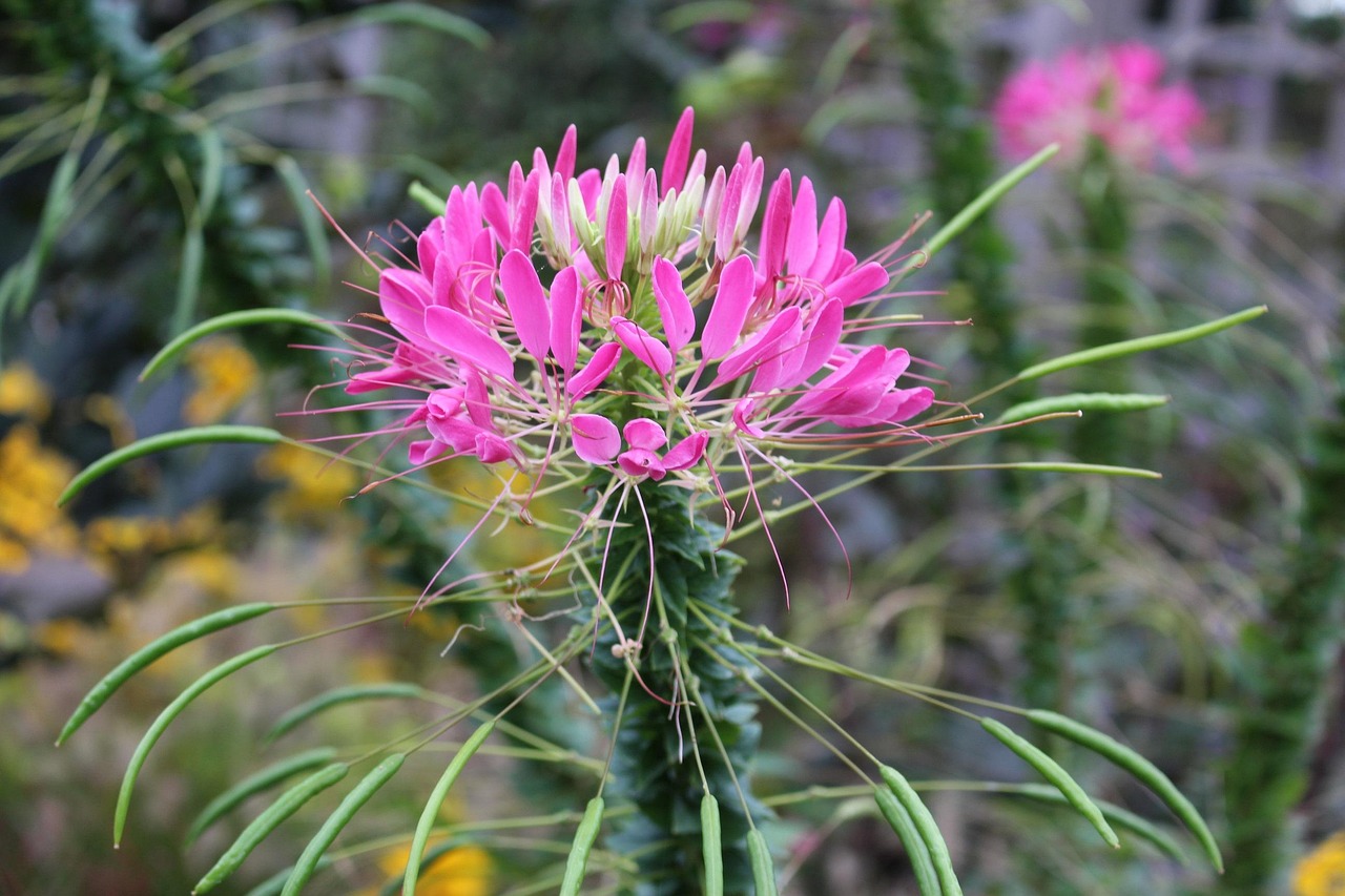 How to Grow Cleome gardening cleome, growing cleome, annual flower