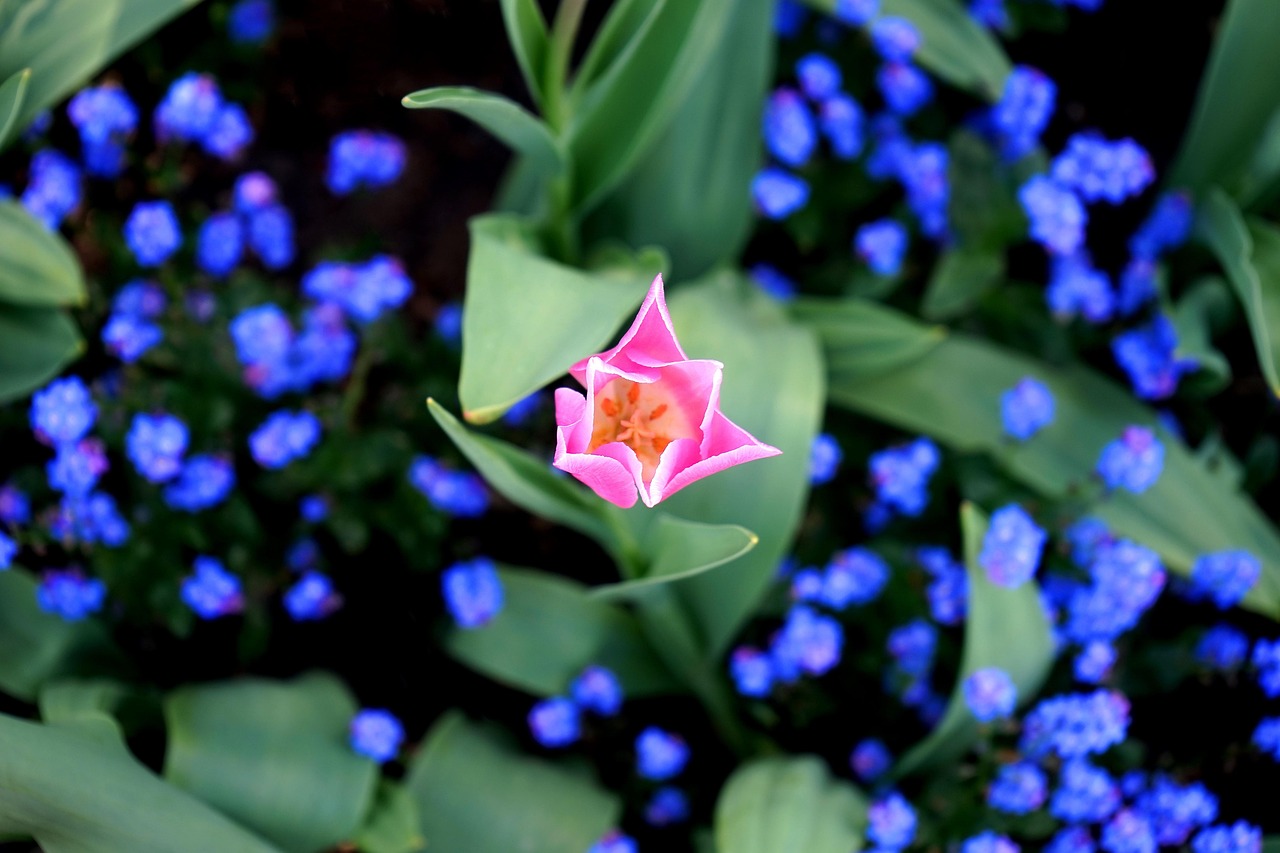 bloom-2238158_1280.jpg
