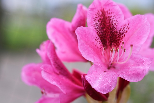 Free Flower Pink photo and picture
