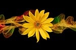 sun flower, blossom, bloom