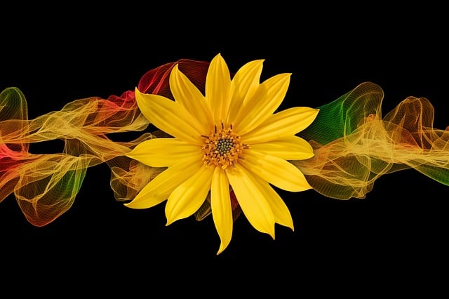 Free sunflower blossom bloom illustration