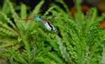 guppy, fish, colorful
