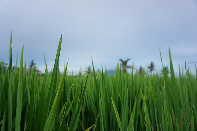 Free Tropical Bali photo and picture