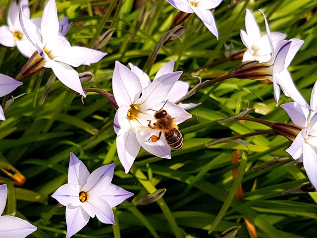 Free Bee Flower photo and picture