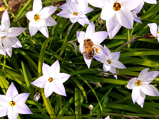 Free Bee Garden photo and picture