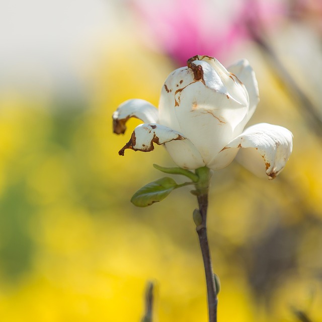 Free Rose Beautiful Flowers photo and picture