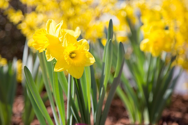 Free Daffodils Flower photo and picture