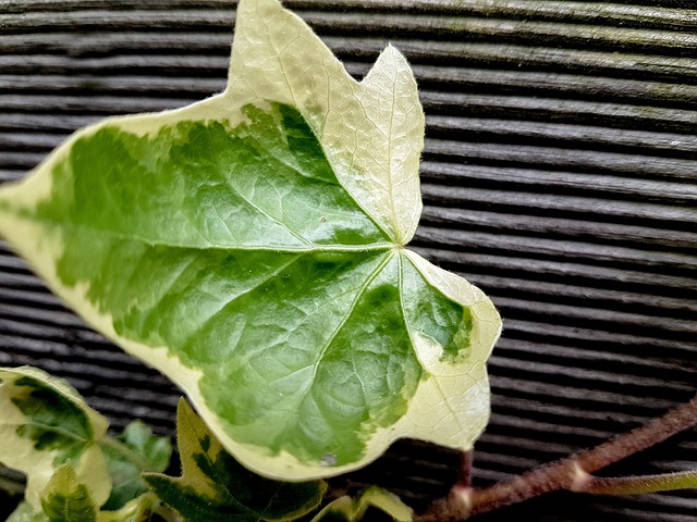Free Ivy Wood photo and picture