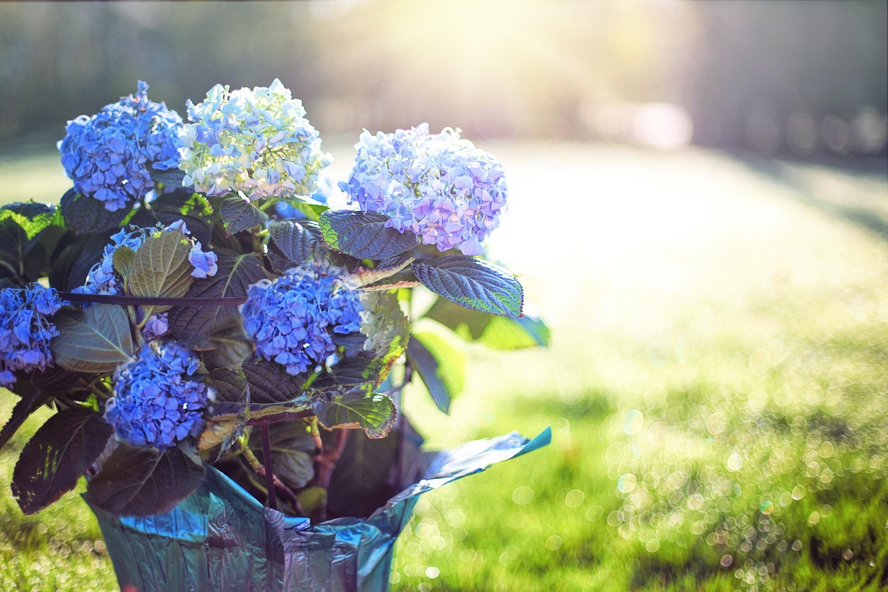 How To Pot Hydrangeas (Updated October 7th)