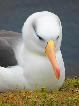 30 Gambar Albatross Burung Gratis Pixabay