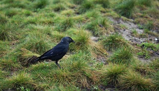 Krähe, Vogel, Rabenvogel, Rabe, Vögel