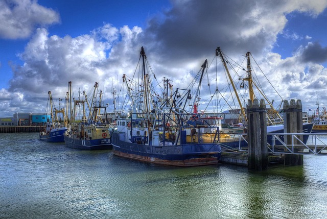 Free Lauwersoog Port photo and picture