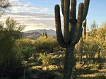earth day, desert, saguaro